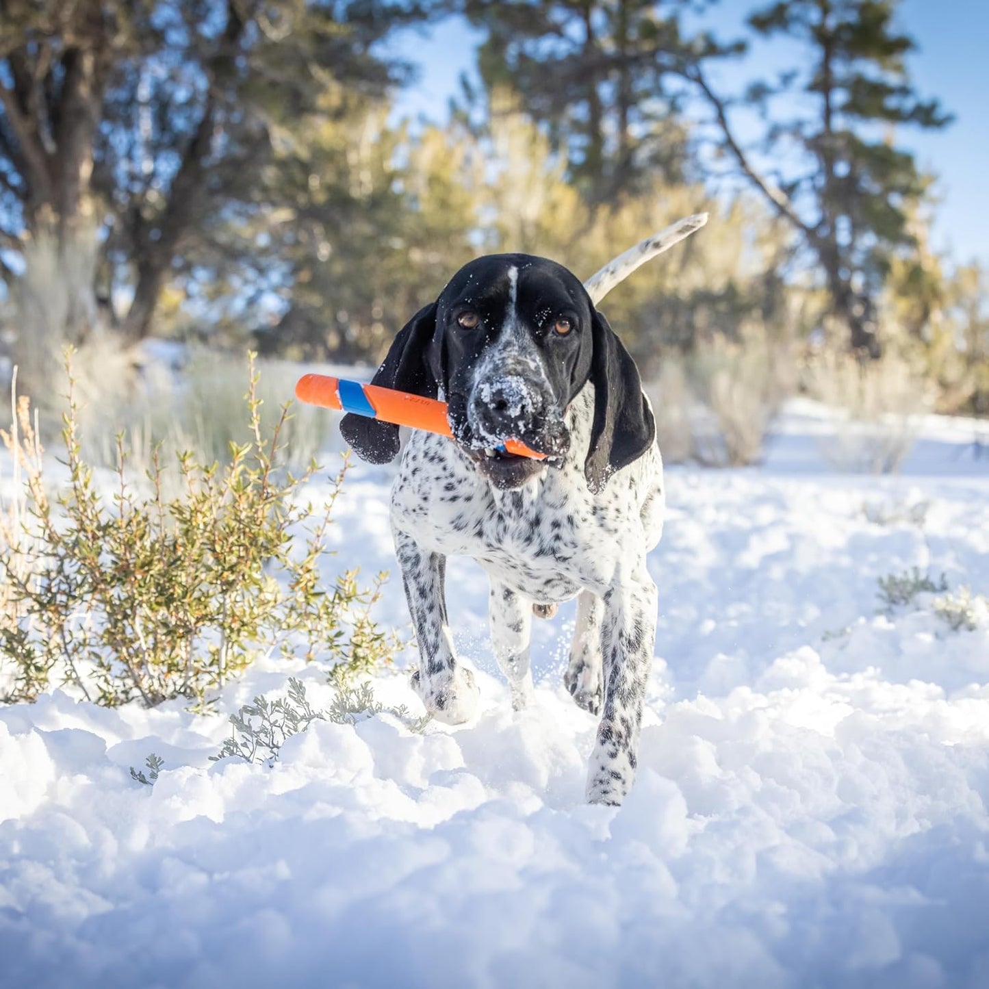 Chuckit! Ultra Fetch Dog Stick for All Breed Sizes - Perfect for Small, Medium, and Large Dogs - Outdoor Fetching and Throwing Pet Toy - Made from Durable Rubber - 12 Inches - Orange and Blue