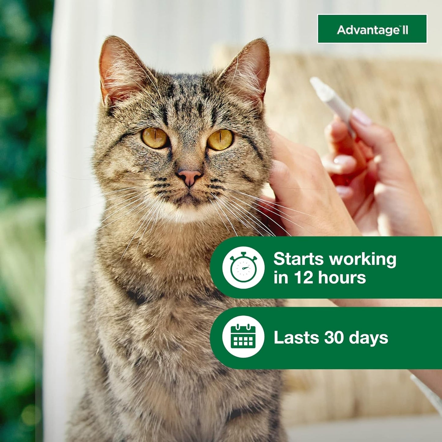 Advantage II Large Cat Vet-Recommended Flea Treatment & Prevention | Cats Over 9 lbs. | 2-Month Supply