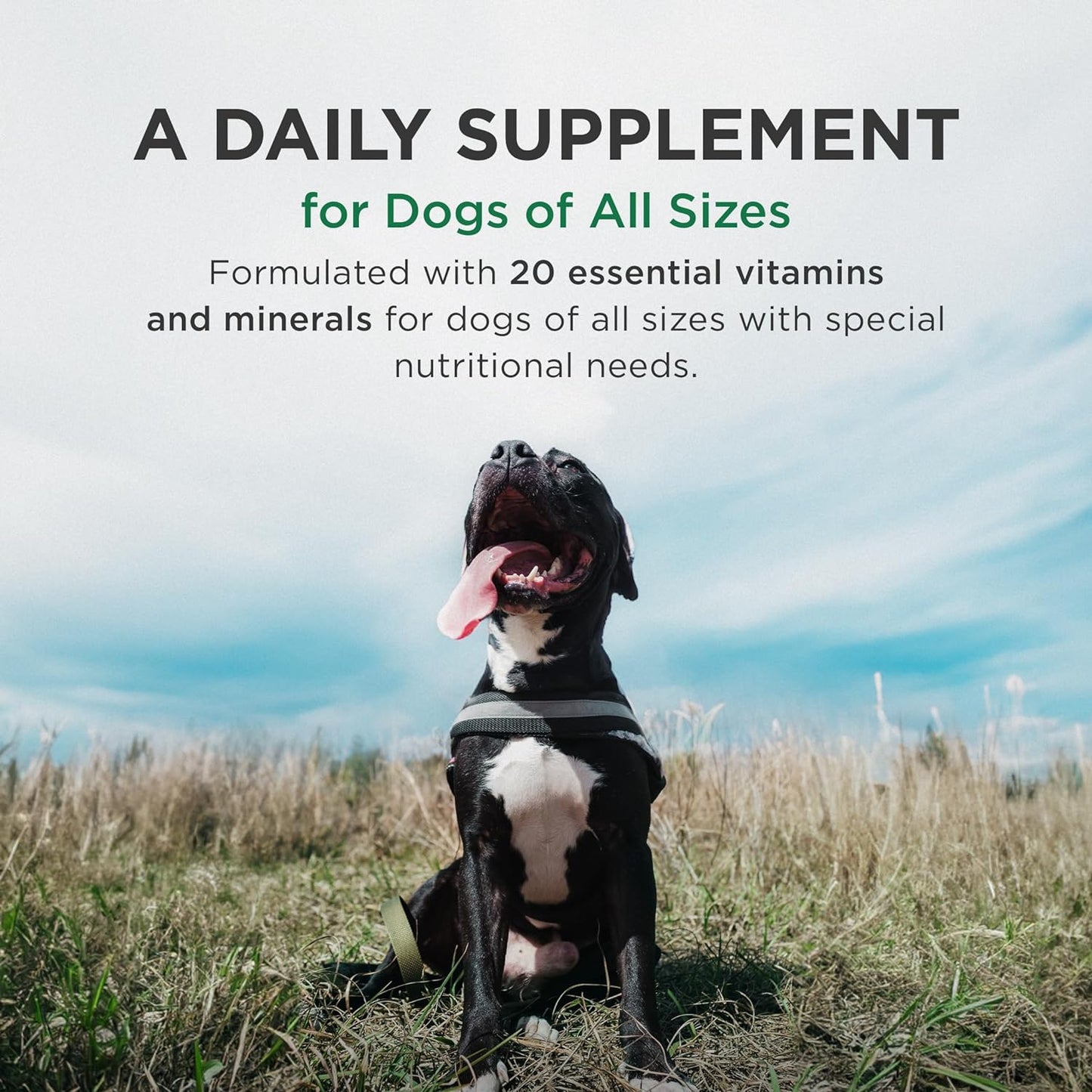 Pet-Tabs Plus Multivitamin and Mineral Supplement for Dogs with Special Nutritional Needs, Chewable Tablet, 180 Count Bottle