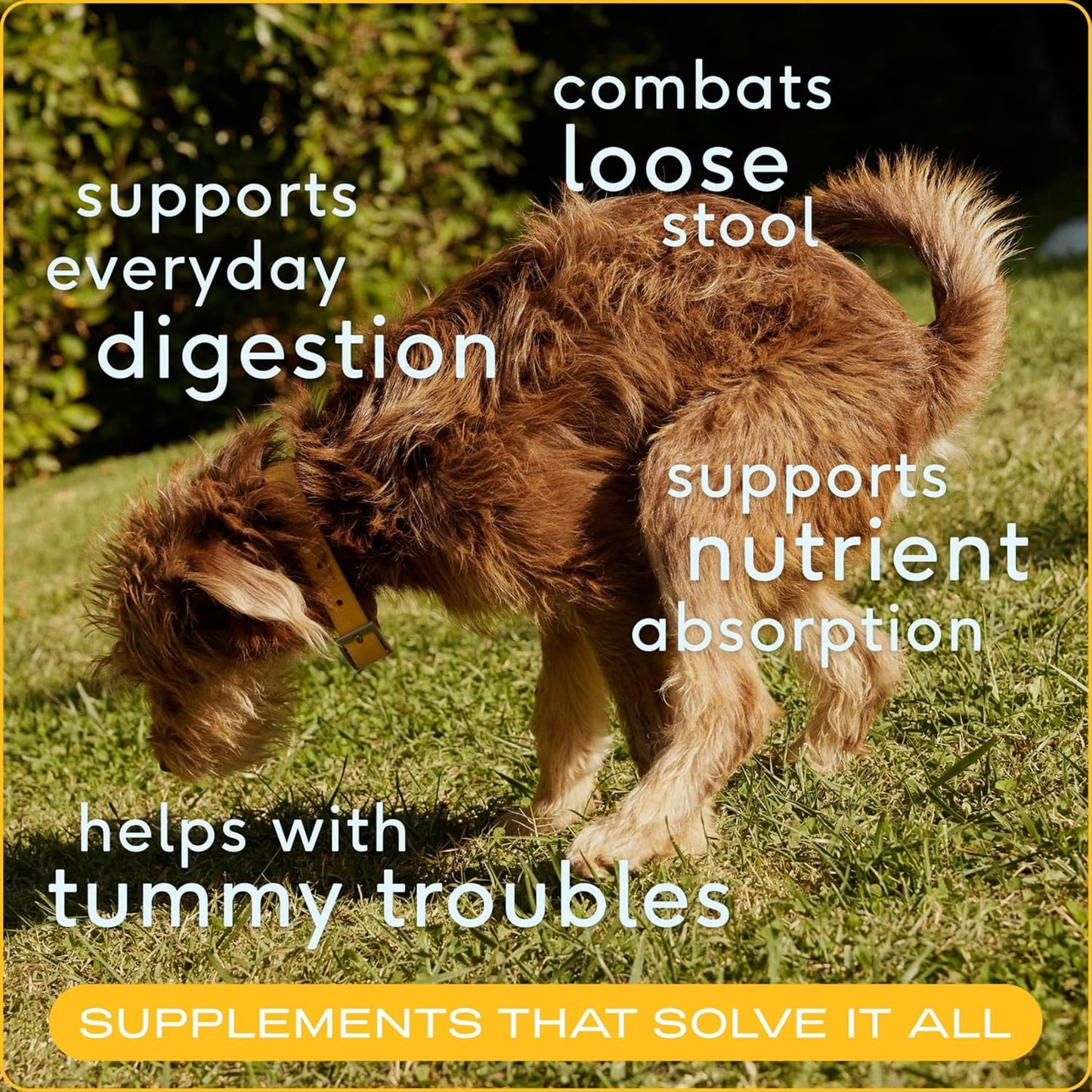 Native Pet Organic Pumpkin for Dogs (8 oz) - All-Natural, Organic Fiber for Dogs - Mix with Water to Create Delicious Pumpkin Puree - Prevent Waste with a Canned Pumpkin Alternative! (8 oz)